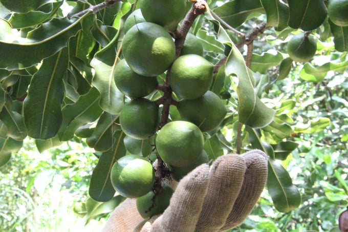 Macadamia is having its growing area expanded since it is a tree that brings a high income to many people in Dak Lak. Photo: Mai Phuong.