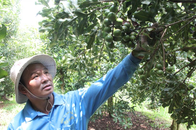 The Macadamia tree has a wide and thick canopy. The tree stays green all year round, so its value shines the brightest in terms of forest protection, environmental protection and economic efficiency. Photo: Minh Quy.