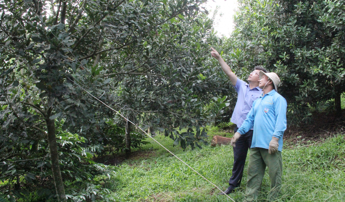 From the position of a tree for intercropping, macadamia is now the main source of income for many families. Photo: Minh Quy.