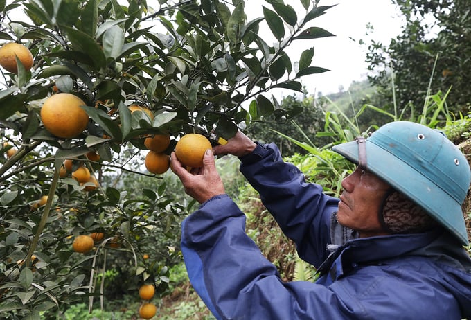 Mùa thu hoạch cam ở huyện Quỳ Hợp, Nghệ An