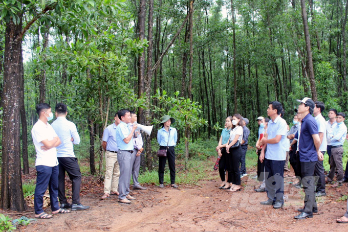 Quang Tri has developed many policies for large-sized timber plantation. Photo: Vo Dung.