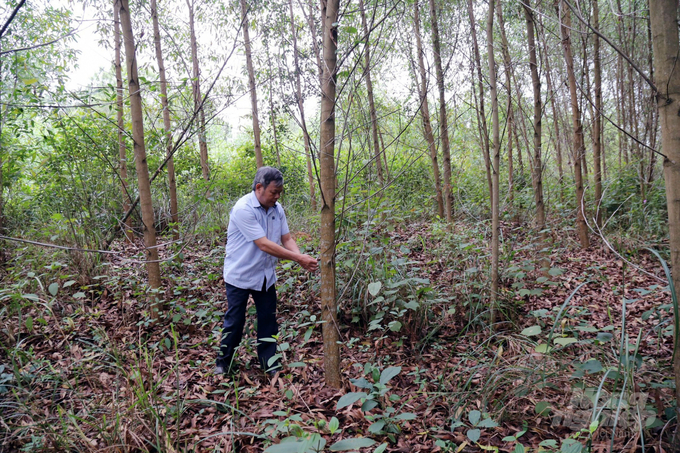 Quang Tri is determined to become a center of planted timber in the Central region. Photo: Vo Dung.