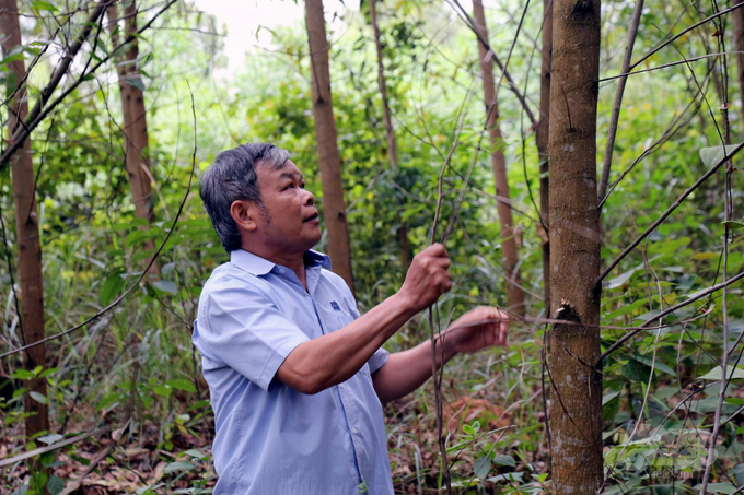 The awareness of forest growers has changed greatly. Photo: Vo Dung.