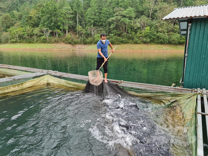 Giá cá đặc sản tăng cao giá gia đình ông Nguyễn Văn Tùng thu lãi 500 triệu đồng trong vòng 2 tháng. Ảnh: Đào Thanh.