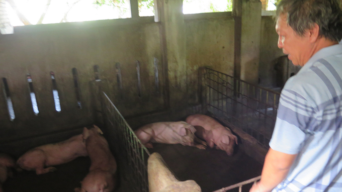 Gia đình ông Lê Hùng Vương ở thôn Định Thành, xã Hòa Định Đông, huyện Phú Hòa, Phú Yên có 34 con lợn bị sự cố sau khi tiêm vacxin NAVET-ASFVAC. Ảnh: ĐT.