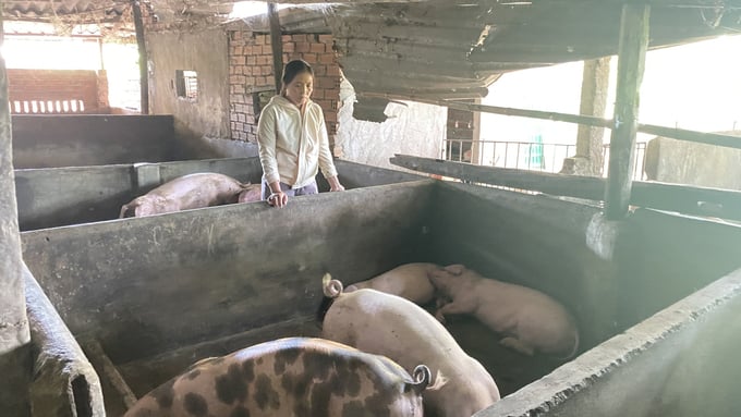 Chị Thuận ở thôn Định Thành, xã Hòa Định Đông, huyện Phú Hòa, Phú Yên cũng có lợn chết sau khi tiêm vacxin NAVET-ASFVAC của Công ty Navetco. Ảnh: ĐT.