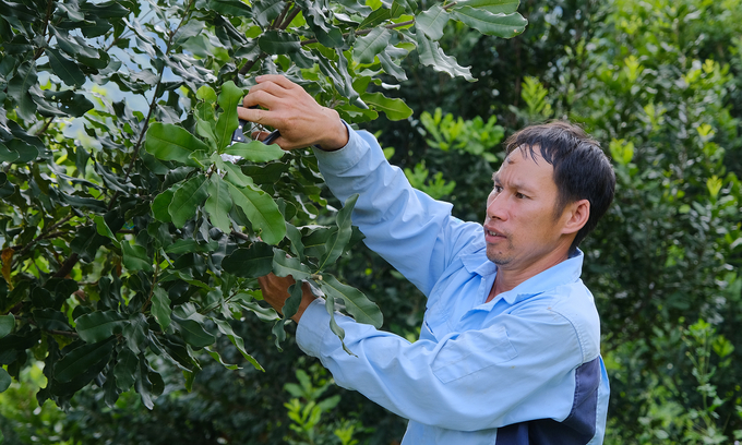 Nguyen Manh Yen (Quai Cang commune) pruning branches to create canopy. Photo: Bao Thang.