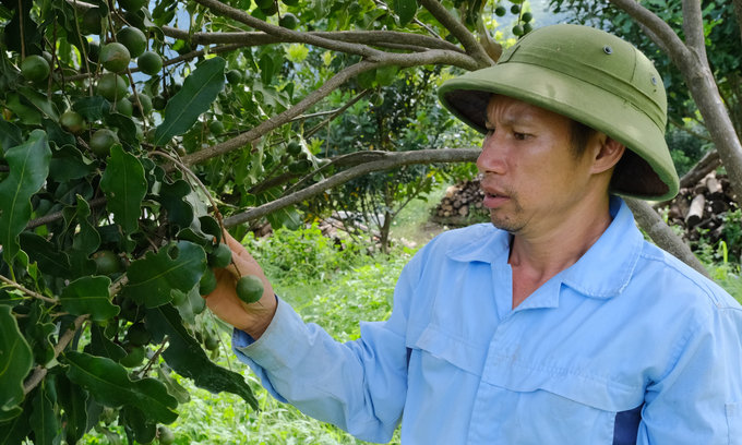 Macadamia has confirmed its position as a high-yield tree suitable for many growing areas in Dien Bien. Photo: Pham Hieu.