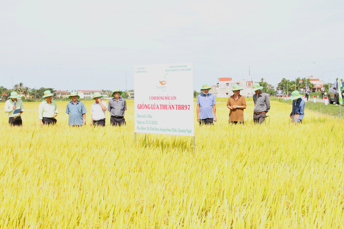 Lúa TBR97 phù hợp với 2 vụ sản xuất đông xuân và hè thu ở Quảng Ngãi. Ảnh: L.K.