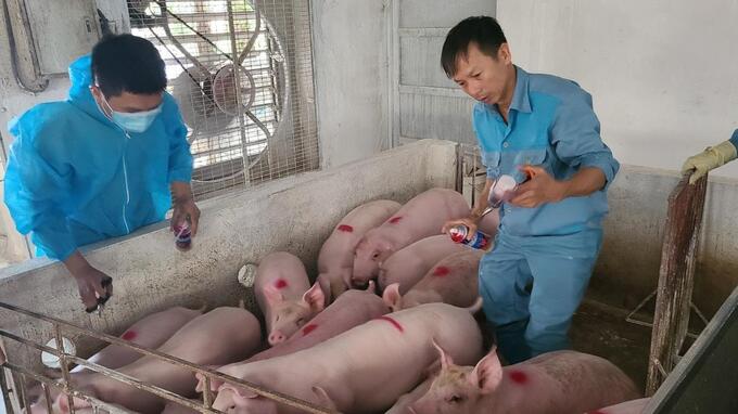 Gia đình anh Nguyễn Văn Tuấn, thôn Hoàng Kỳ, xã Cao Minh (TP Phúc Yên) tiến hành tiêm thử nghiệm vacxin dịch tả lợn châu Phi cho 220 con lợn. Ảnh: Chi cục Chăn nuôi và Thú y Vĩnh Phúc.