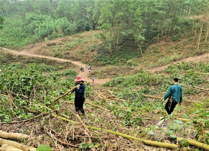 The sale of young forests will disadvantage the people themselves, not to mention the possible bad consequences for the wood industry. Photo: Dao Thanh.