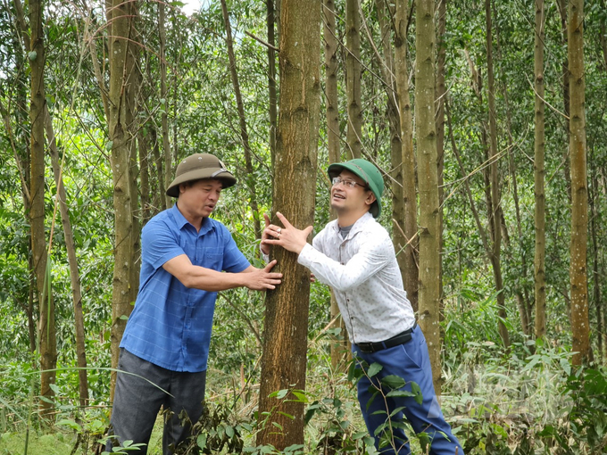 The development of large timber forests remains the main goal that Tuyen Quang province is aiming for. Photo: Dao Thanh.