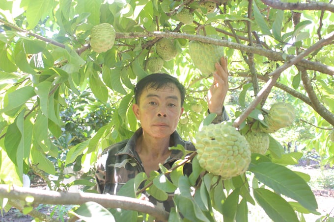 Vườn na ông Vinh đạt 4,5 tấn quả/ha. Ảnh: Hồ Quang.