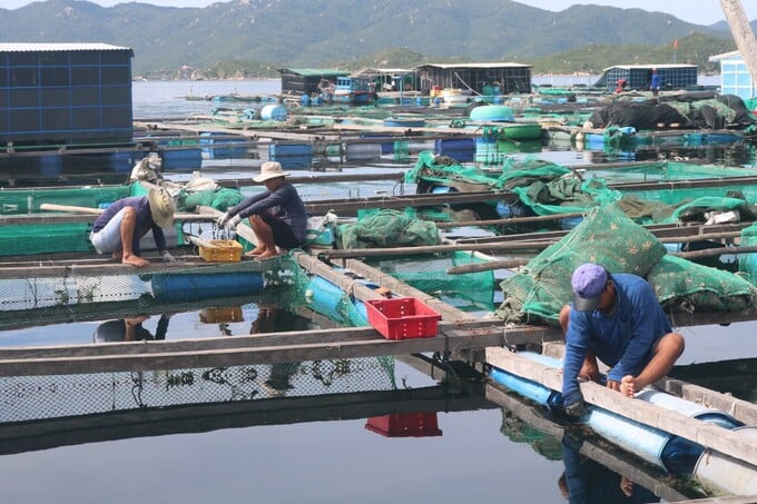 Aquaculture cages in the South Central region are made of wood. They are easily damaged by strong winds and big waves. Photo: KS.