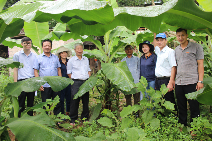 IMG_1533 Sở Khoa học Công nghệ và Trung tâm khuyến nông kiểm tra giữa kỳ mô hình chuối Tiêu hồng (1)