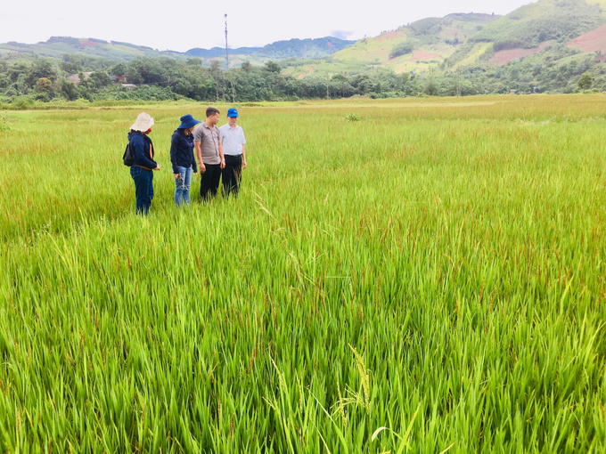 ruộng lúa nếp Than tại thôn A Đeng xã A ngo (1)