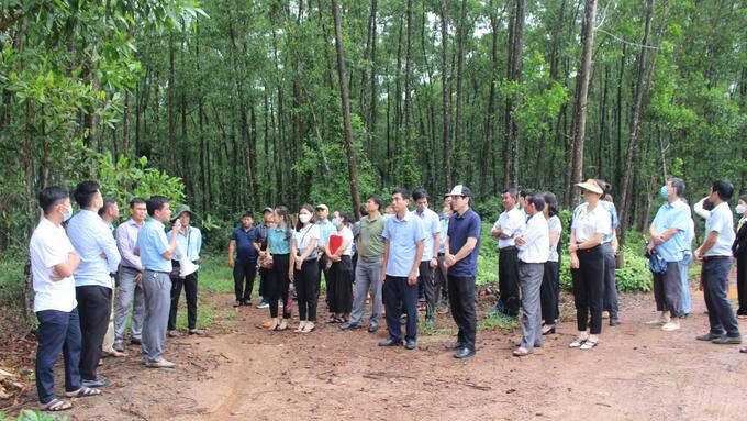 IMG_3469 mô hình trồng rừng gỗ lớn tại huyện Hải Lăng tỉnh Quảng Trị
