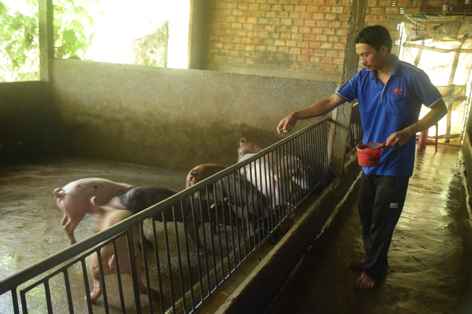 Anh Nguyễn Văn Bình, người nuôi heo ở xã Ân Đức (huyện Hoài Ân, Bình Định) đang chăm sóc đàn heo vừa tái đàn. Ảnh: ĐT.