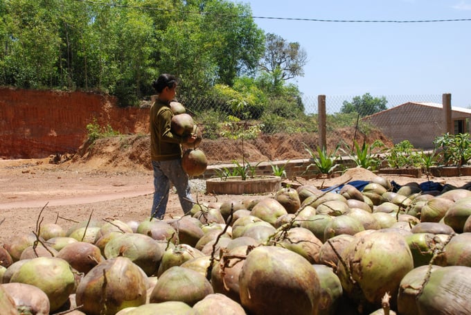 Nửa thế kỷ nay các chủ vườn dừa ở Bình Định chỉ biết hái quả chứ không đầu tư cho cây dừa. Ảnh: V.Đ.T.