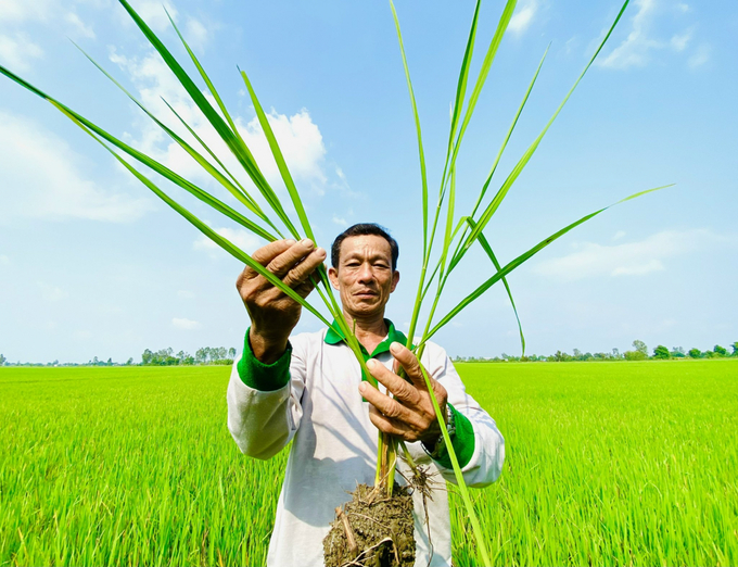 Sustainable farming processes, reduced greenhouse gas emissions will be applied in high-quality specialized rice production areas. Photo: Le Hoang Vu.