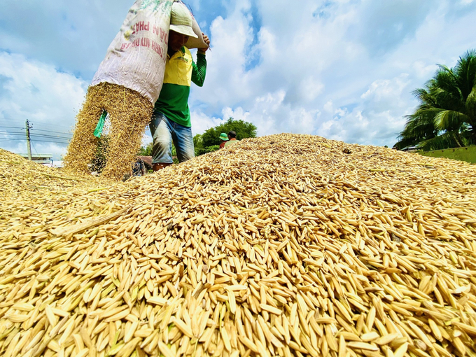 The Ministry of Agriculture and Rural Development is developing a project on sustainable production of one million hectares of high-quality specialised rice in the Mekong Delta. Photo: Le Hoang Vu.