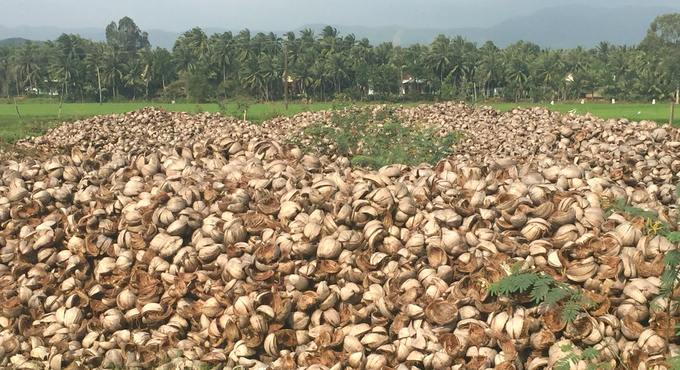 Vỏ dừa được phơi khô để bán cho những cơ sở chế biến những sản phẩm từ xơ dừa. Ảnh: V.Đ.T.