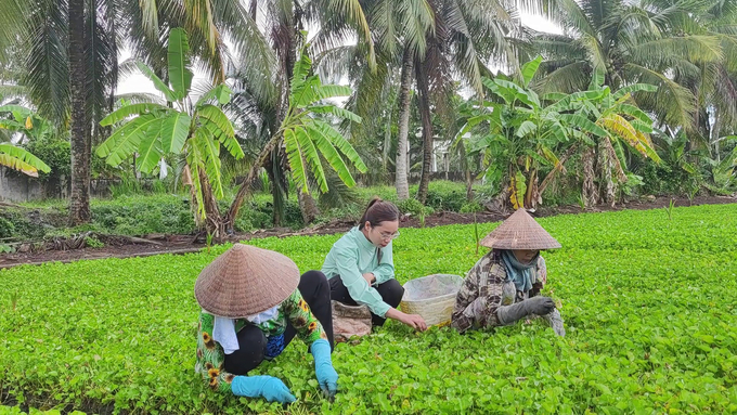 Vùng trồng rau má của Quảng Thanh tại huyện Củ Chi.