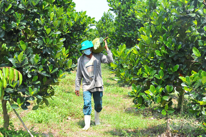 Hiện toàn TP Cần Thơ có 477ha cây ăn trái được sản xuất theo tiêu chuẩn VietGAP và GlobalGAP. Ảnh: Lê Hoàng Vũ.