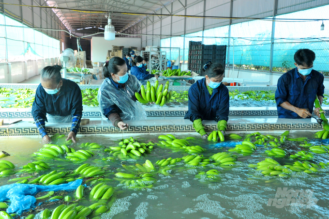 Ngành nông nghiệp TP Cần Thơ khuyến khích nông dân chuẩn hóa sản xuất đạt theo các tiêu chuẩn và chất lượng tốt để phát triển xuất khẩu. Ảnh: Lê Hoàng Vũ.