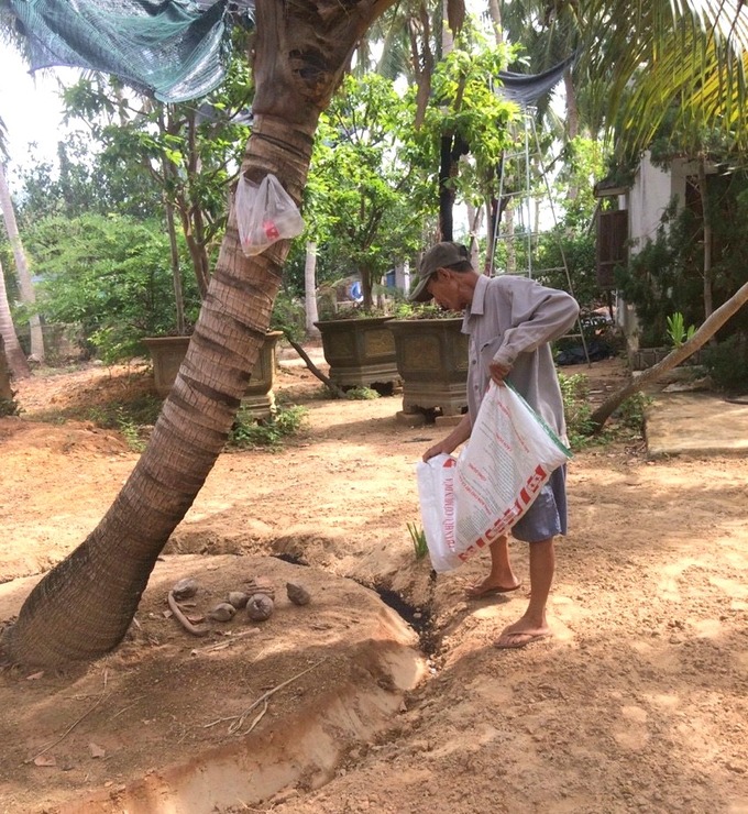 Nhờ nhà có nuôi bò nên ngoài phân hữu cơ và tro trấu, ông Nguyễn Ngọc Thảng còn bón cho dừa phân bò. Ảnh: V.Đ.T.