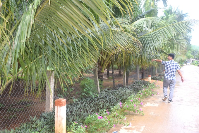 Những diện tích dừa xiêm uống nước vừa trồng mới tại huyện Hoài Ân (Bình Định). Ảnh: V.Đ.T