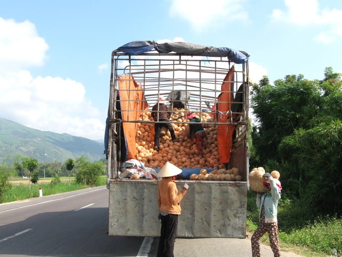 Dừa khô đã được bóc vỏ lên xe để đưa sang Trung Quốc tiêu thụ. Ảnh: V.Đ.T