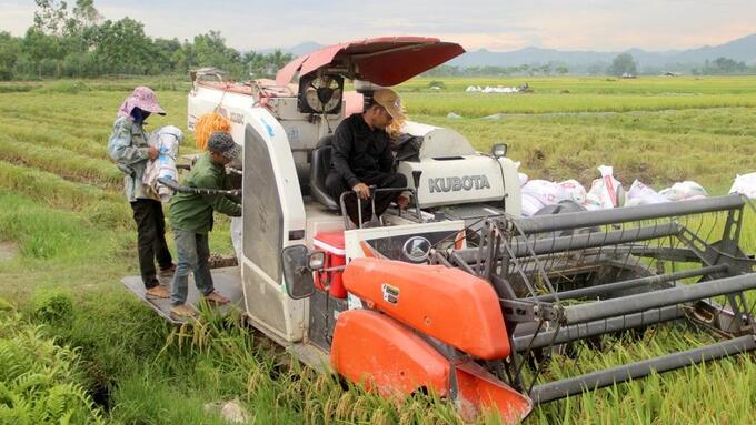 Vụ hè thu năm nay, việc thu hoạch lúa của Nghệ An được triển khai sớm, khi lúa có 