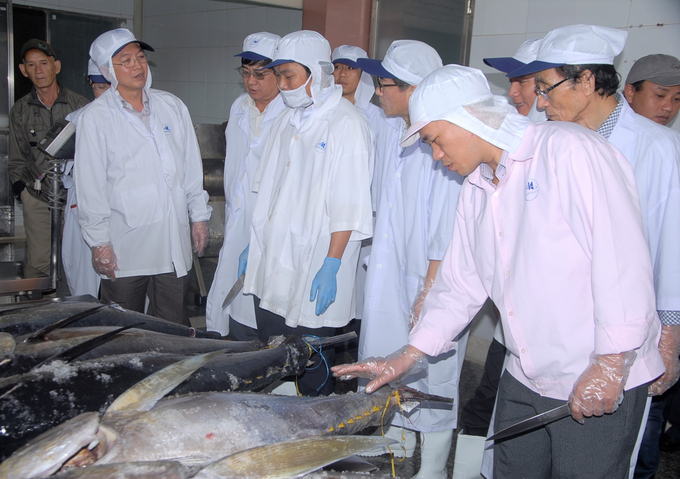 Bình Định lựa chọn cá ngừ đại dương đạt tiêu chuẩn để xuất khẩu nguyên con. Ảnh: V.Đ.T.