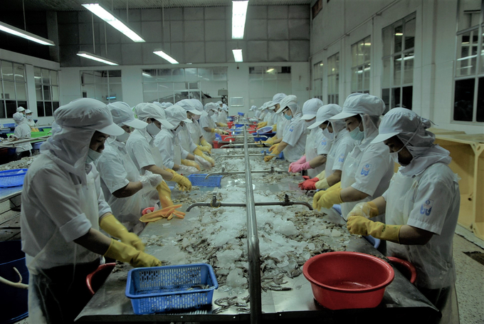 Năm nay Việt Nam đặt kế hoạch xuất khẩu tôm đạt 4 tỷ USD. Ảnh: V.Đ.T.