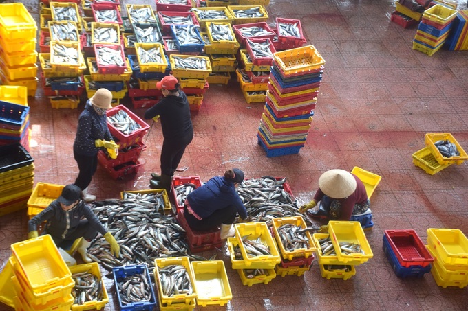 Cá ngừ sọc dưa được thương lái thu mua tại Cảng cá Quy Nhơn (Bình Định). Ảnh: V.Đ.T.