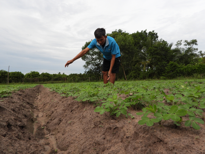 Chỉ khi tạo ra được những cánh đồng lớn để áp dụng cơ giới hóa thì nông dân Tây Ninh mới khá lên được. Ảnh: Trần Trung.