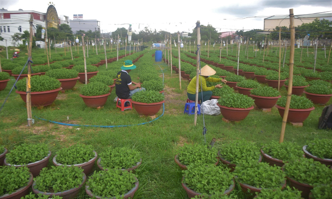 Người trồng cúc Tết ở phường Bình Định (thị xã An Nhơn, Bình Định) đang ngắt đọt để cây hoa đẻ nhánh. Ảnh: V.Đ.T.
