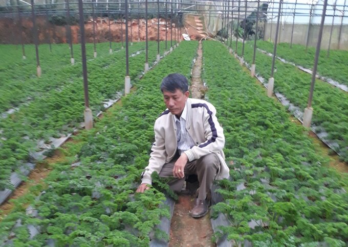 Ông Mai Văn Khẩn, Giám đốc HTX trong vườn cà chua, xà lách tím, xà lách
