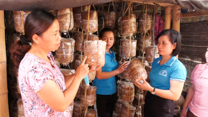 Chị Lê Thị Chung (ngoài cùng bên trái) giới thiệu kỹ thuật trồng nấm cho chị em phụ nữ địa phương. Ảnh: Ngọc Thỏa.