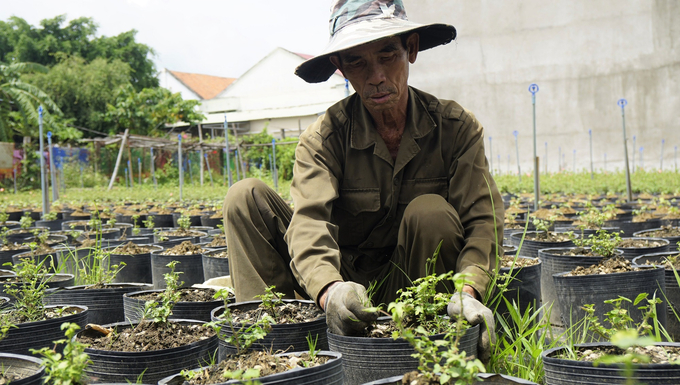 Anh Trần Minh Tâm thuê công chăm sóc vườn sâm để cây sinh trưởng, phát triển tốt. Ảnh: V.Đ.T.