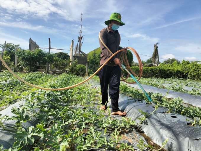 Hiện nay, mô hình trồng dưa hấu ven biển Tân Phú Đông mang lại hiệu quả cao giúp nhiều nông dân thoát nghèo. Ảnh: Minh Đảm.