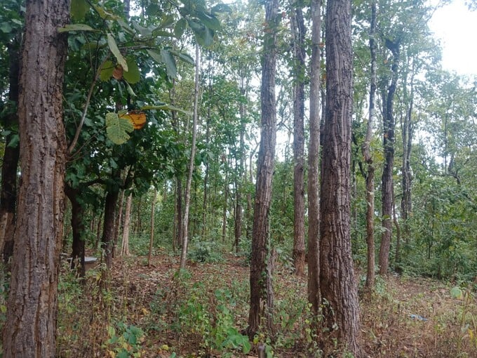 Những cánh rừng do Công ty TNHH MTV Lâm nghiệp Thuần Mẫn quản lý hầu như bị “bỏ ngõ” vì công ty thiếu nhân lực phục vụ công tác bảo vệ rừng. Ảnh: Ngọc Thăng.