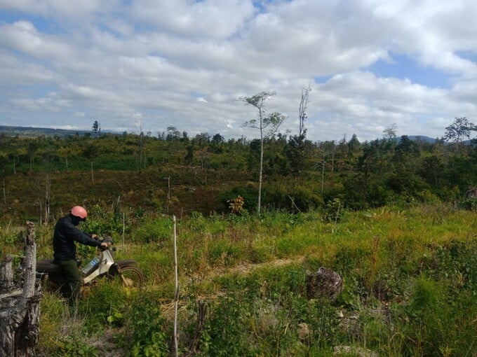 Nhân viên Công ty TNHH MTV Lâm nghiệp Thuần Mẫn “đơn độc” trong những chuyến tuần tra, kiểm tra rừng. Ảnh: Ngọc Thăng.