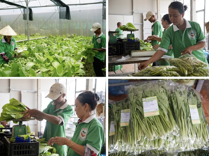 Nhân viên thực hiện thu hoạch, sơ chế, đóng gói rau trước khi xuất ra thị trường. Ảnh: Nguyễn Thủy.