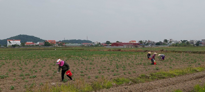 Người dân xã Thụy Hương trồng khoai tây sau khi đã thu hoạch lúa. Ảnh: Đinh Mười.