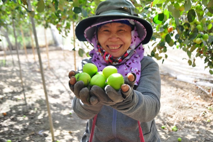 Hiện nay, với diện tích 1.000m2 vườn, người dân Ninh Thuận  thu về 4-5 tấn táo và tỉ lệ hư hại không vượt quá 5%. Ảnh: Minh Hậu.