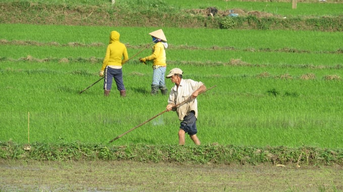 Nông dân xã huyện Tuy An sử dụng cây ba chia cấy dặm lúa. Ảnh: Mạnh Hoài Nam