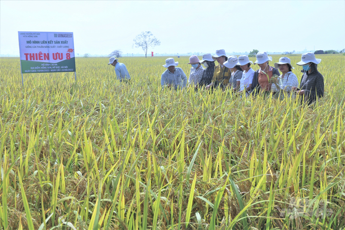 Người nông dân tại các tỉnh Hà Nam, Hưng Yên, Nam Định tham quan cánh đồng lúa tại Thiên ưu 8 thế hệ mới tại xã Hồng Sơn, huyện Mỹ Đức, TP. Hà Nội.