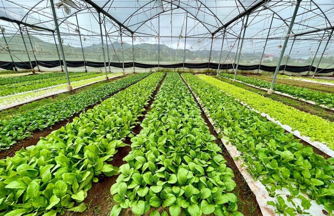 Sản xuất nông nghiệp sạch giúp bảo vệ môi trường  Báo Bà Rịa Vũng Tàu  Online